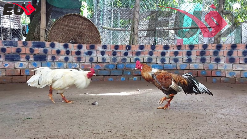 Hướng dẫn tham gia cá cược đá gà EU9 nhanh chóng